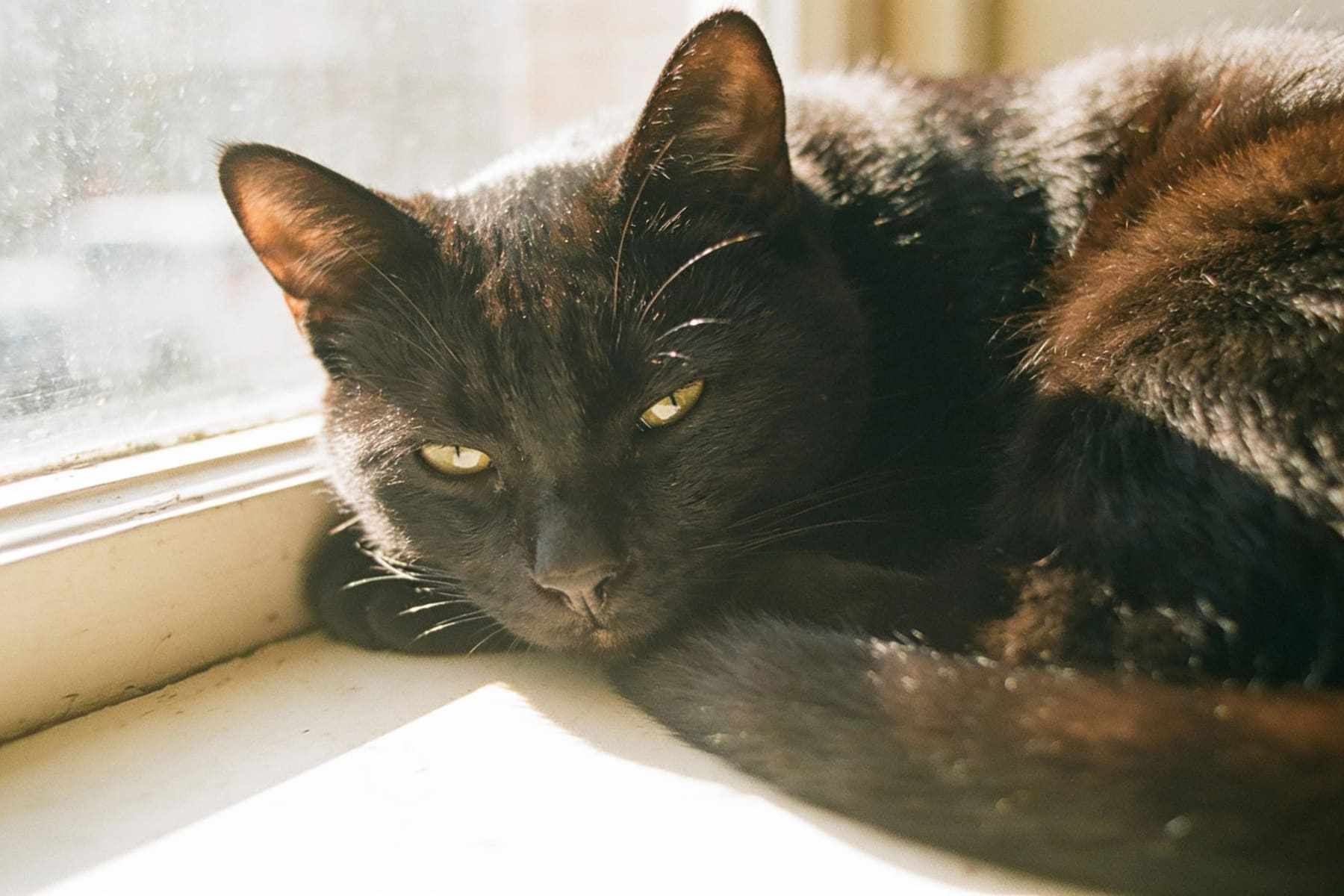 A black cat curled on a sunny windowsill.